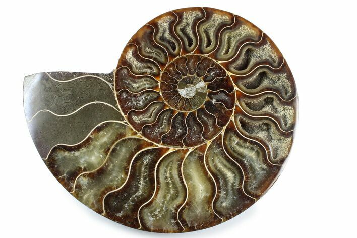 Cut & Polished Ammonite Fossil (Half) - Madagascar #364937